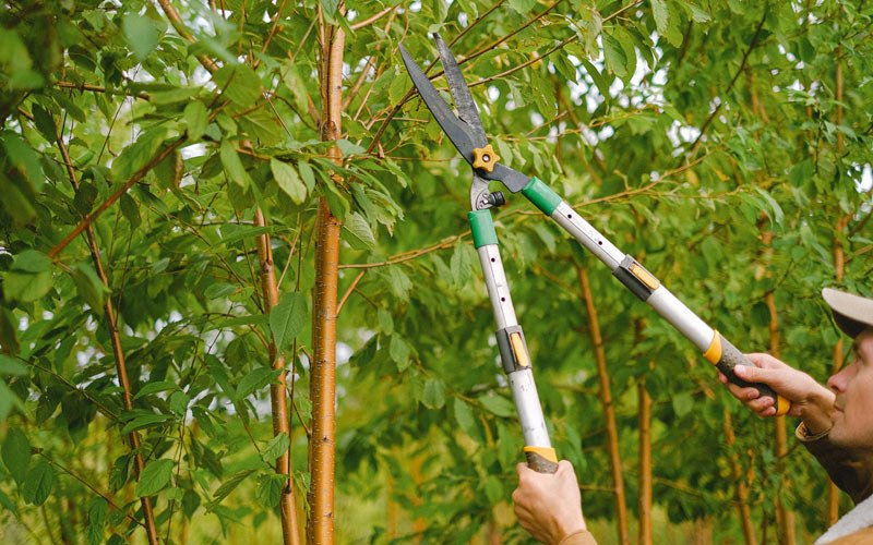 Tree trimming in Crawfordsville, OR