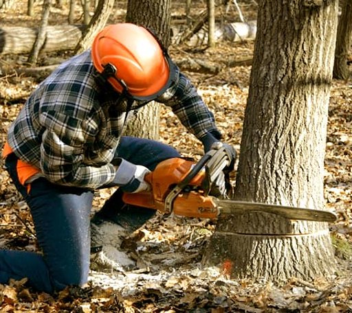 Tree Removal in Crawfordsville, OR